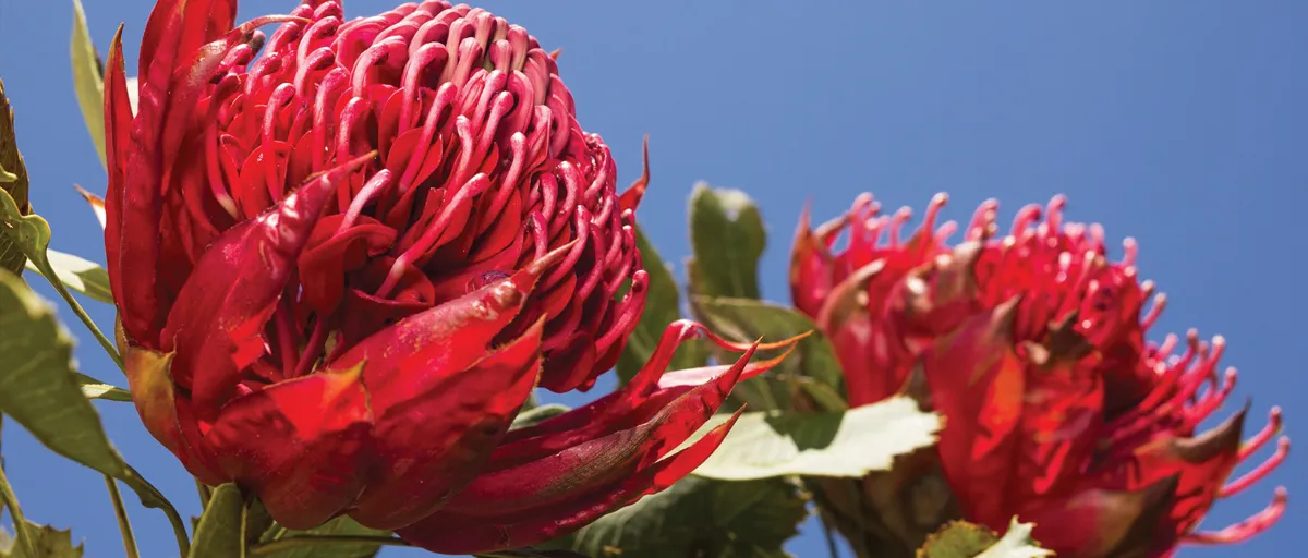 Searles Growing Waratah (Telopea)
